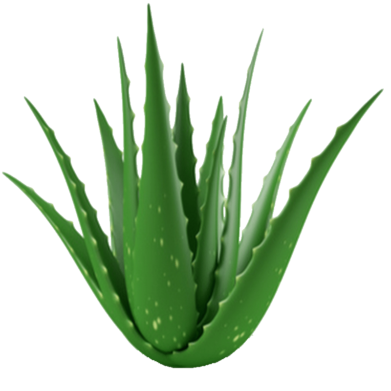 kisspng-aloe-vera-medicinal-plants-gel-leaf-5b340f690711c5.979262441530138473029